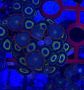 WYSIWYG Mixed Zoa Oversized Colony – LA Lakers & Gatorade (20+ Polyps) | Cox Marine Creations