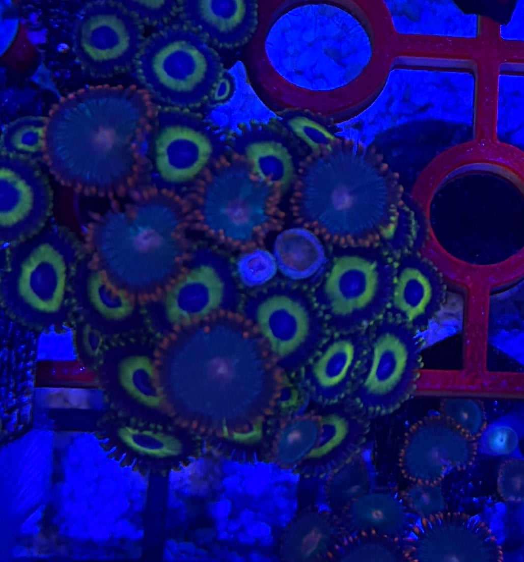 WYSIWYG Mixed Zoa Oversized Colony – LA Lakers & Gatorade (20+ Polyps) | Cox Marine Creations