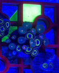 WYSIWYG Mixed Zoa Full Colony – LA Lakers & Gatorade (15-19 Polyps) | Cox Marine Creations