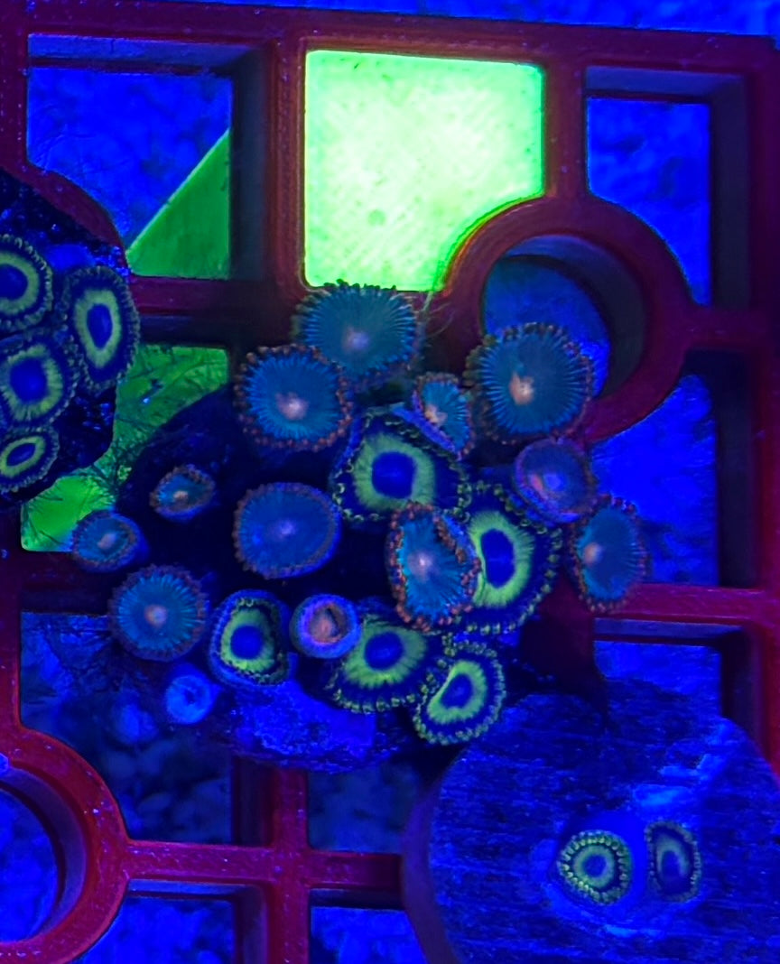 WYSIWYG Mixed Zoa Full Colony – LA Lakers & Gatorade (15-19 Polyps) | Cox Marine Creations