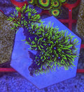 WYSIWYG Green Star Polyps (GSP) – Half Colony on 50mm Ceramic Hex Base | Cox Marine Creations