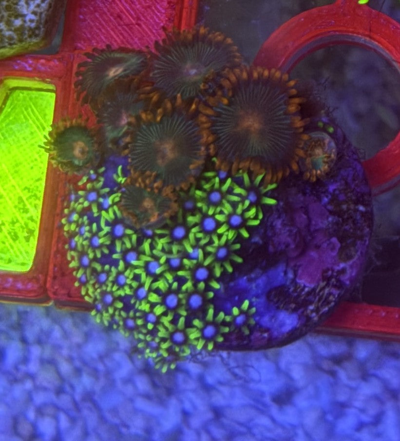 GSP Mixed Coral Colony – Gatorade Zoas & Green Star Polyps | Cox Marine Creations