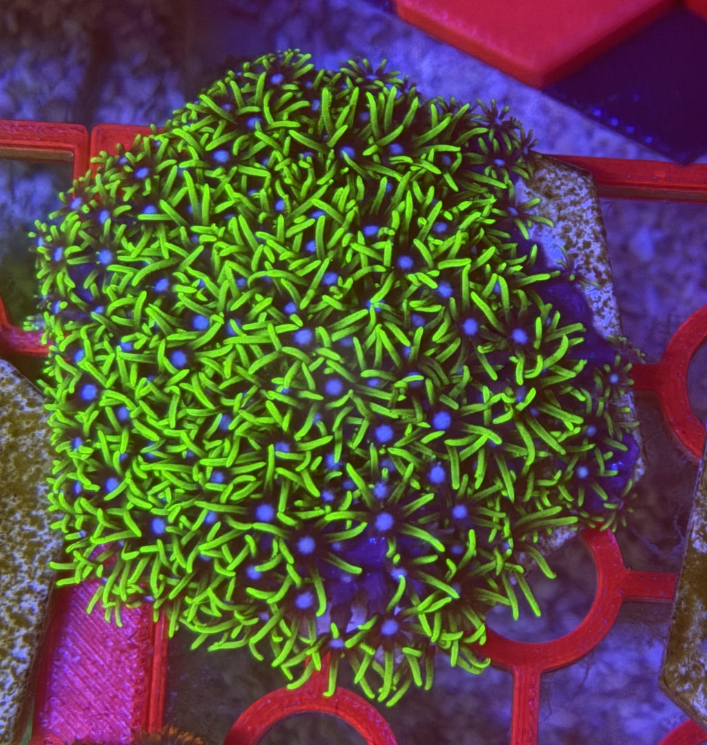 GSP (Green Star Polyps) – Established FULL Colony on Ceramic Hex Base | Cox Marine Creations