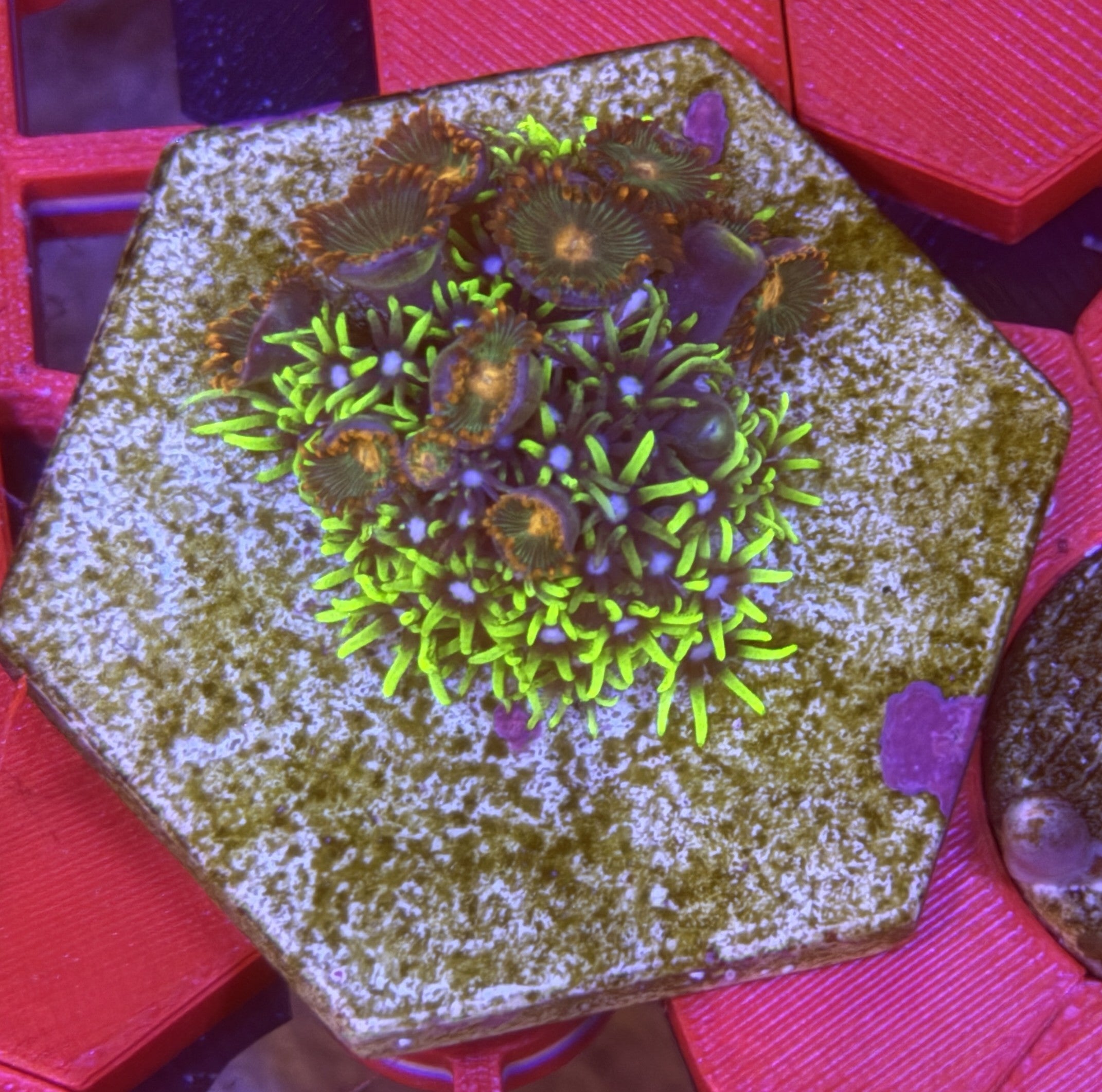 GSP Mixed Coral Colony – Gatorade Zoas & Green Star Polyps | Cox Marine Creations