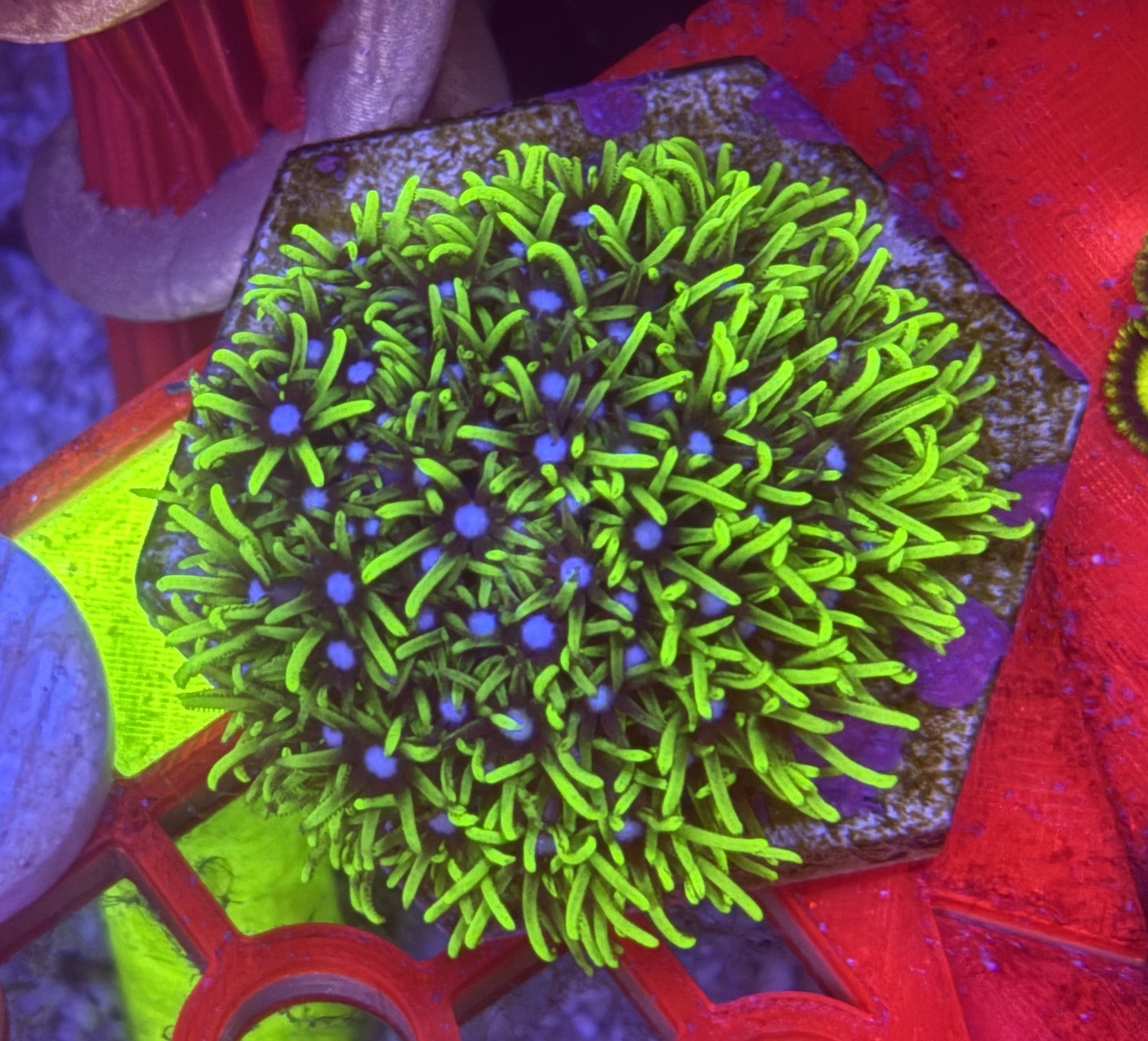 GSP (Green Star Polyps) – Established FULL Colony on Ceramic Hex Base | Cox Marine Creations