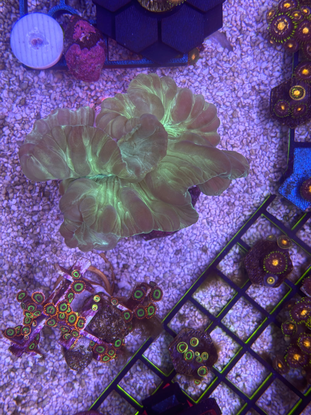 Fox Coral Colony – WYSIWYG | Cox Marine Creations