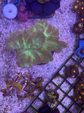 Fox Coral Colony – WYSIWYG | Cox Marine Creations