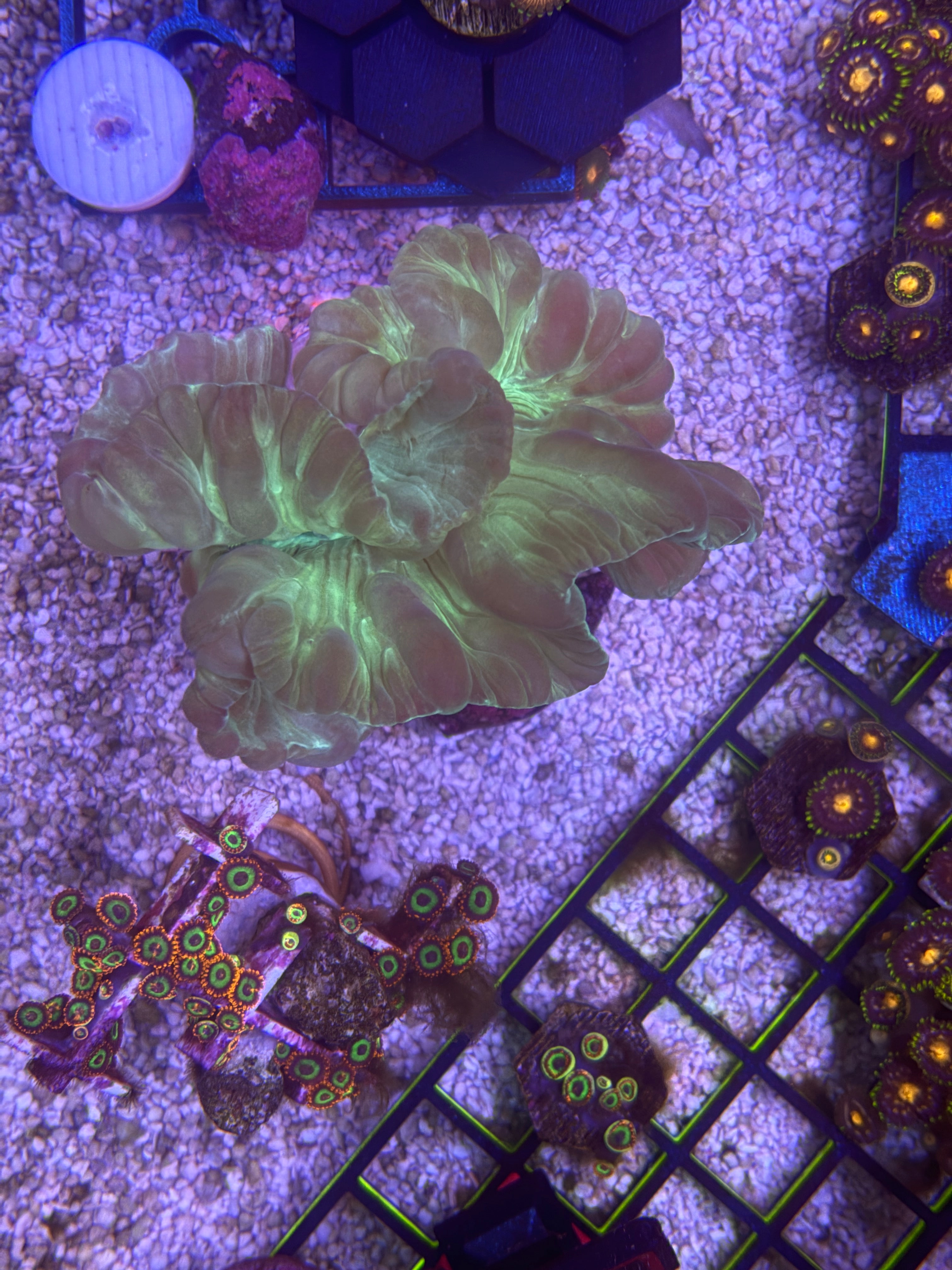 Fox Coral Colony – WYSIWYG | Cox Marine Creations
