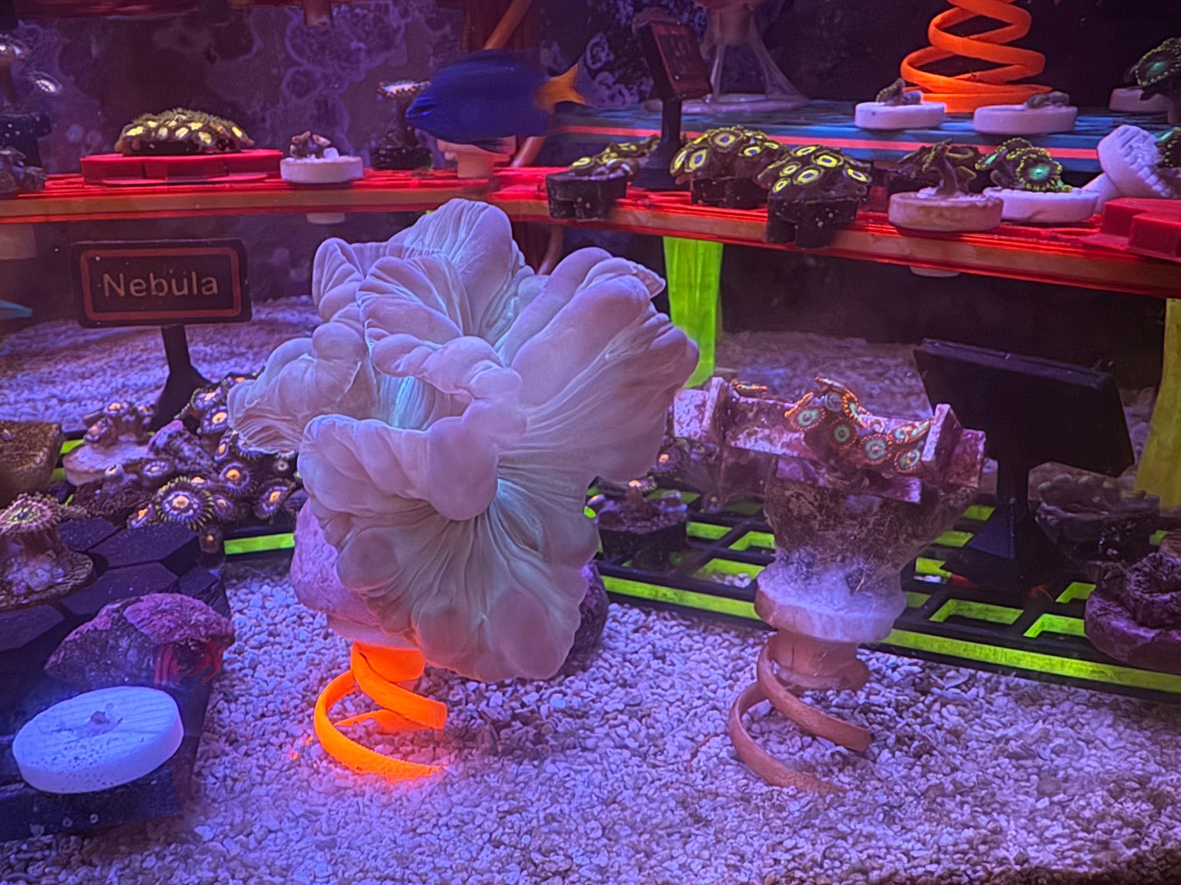 Fox Coral Colony – WYSIWYG | Cox Marine Creations