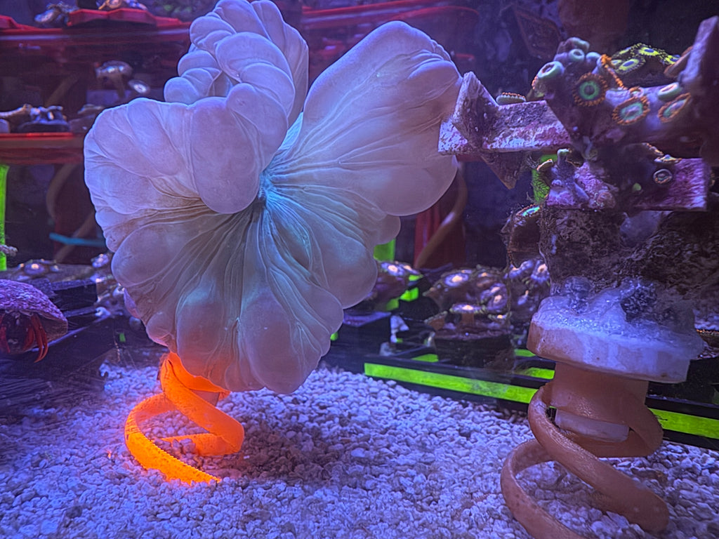 Fox Coral Colony – WYSIWYG | Cox Marine Creations