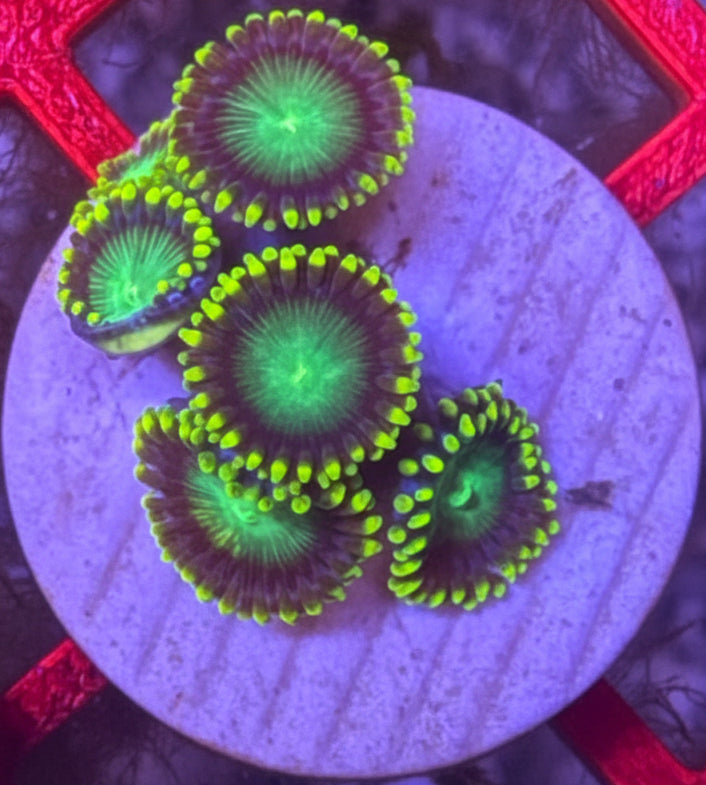 Radioactive Nuclear Dragon Eye – Frag