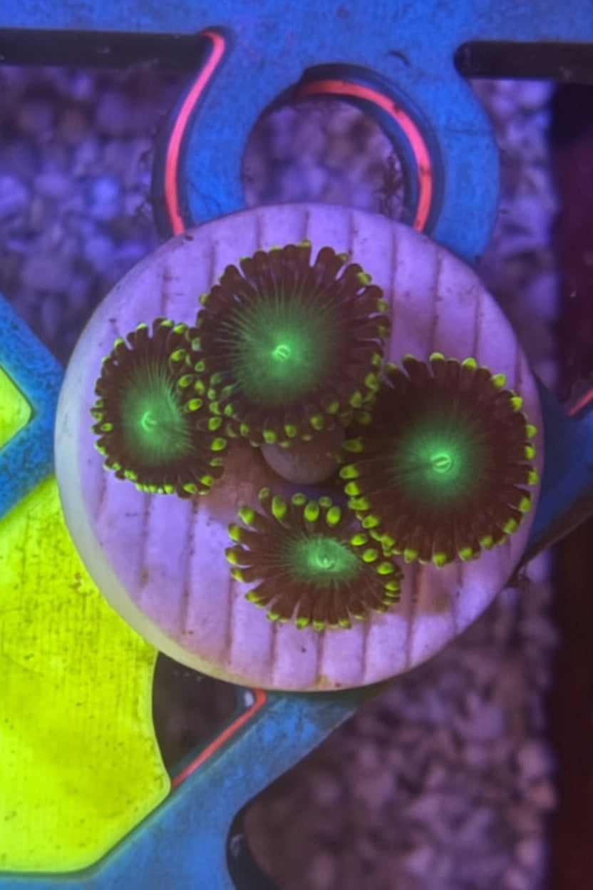 Radioactive Nuclear Dragon Eye – Frag