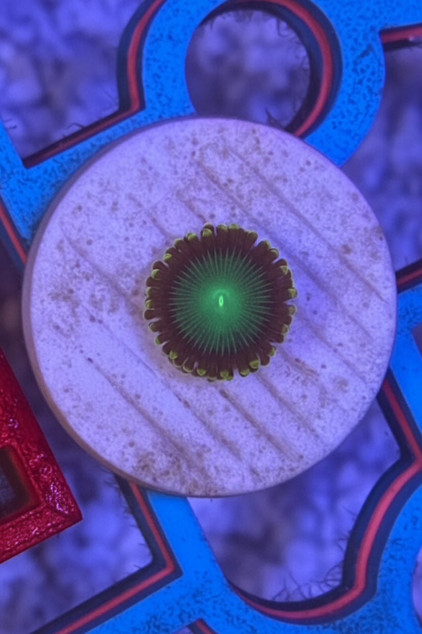 Radioactive Nuclear Dragon Eye – Frag