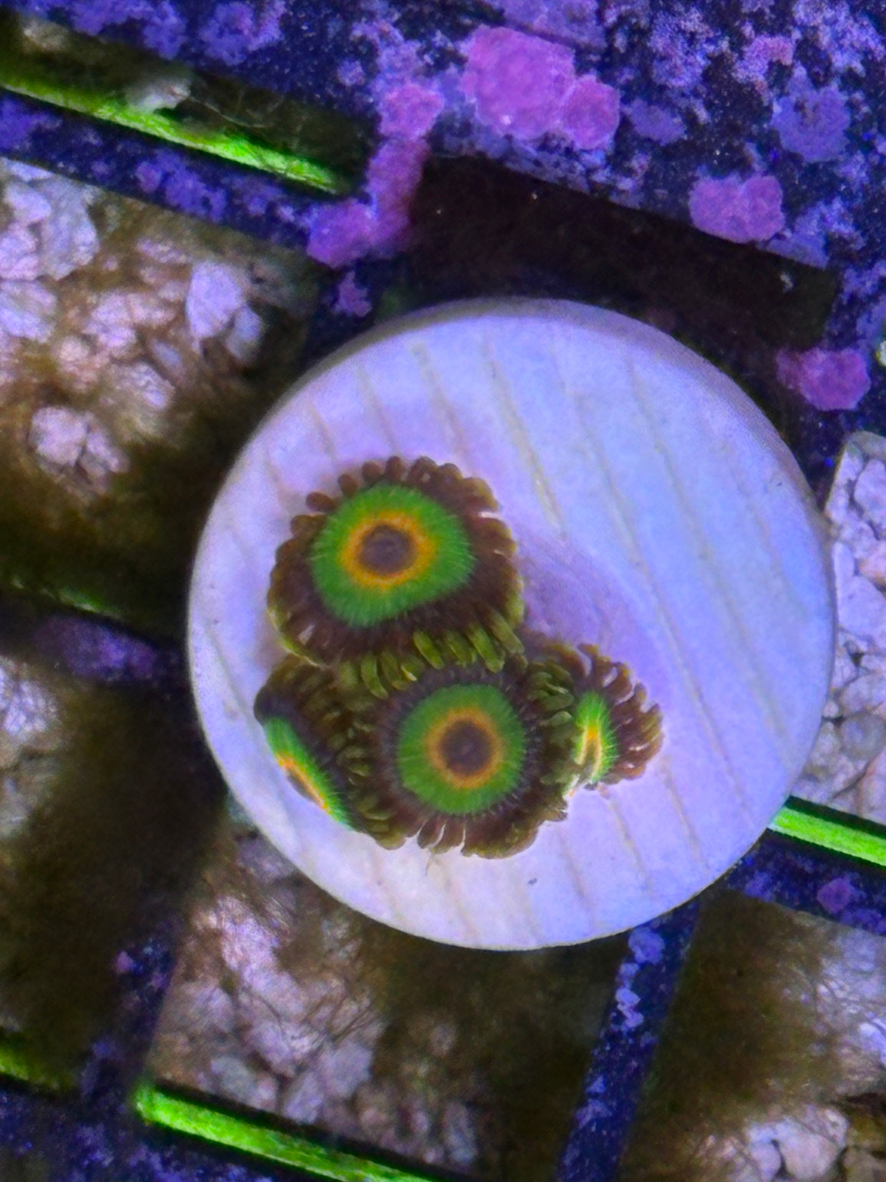 Rasta Zoanthids – Mini Colony