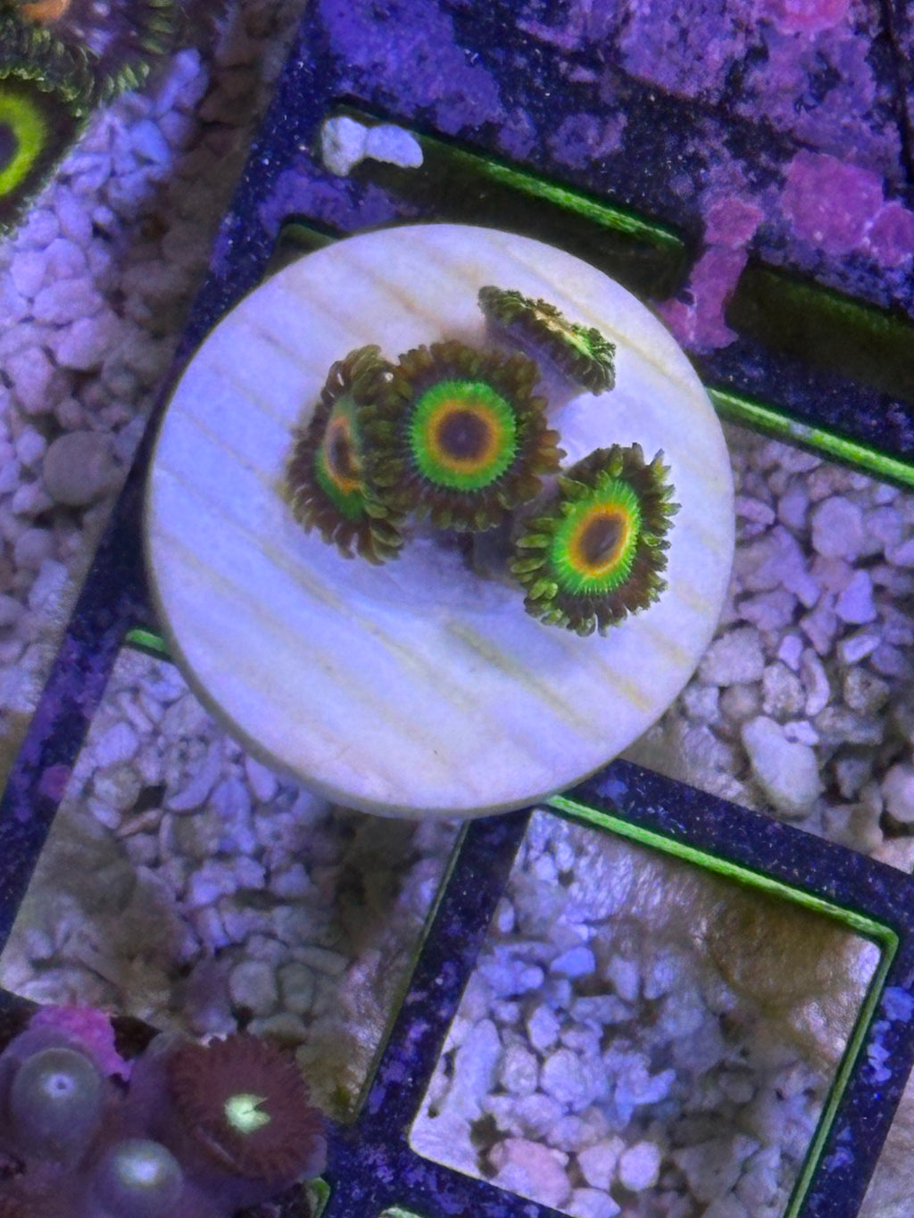 Rasta Zoanthids – Mini Colony