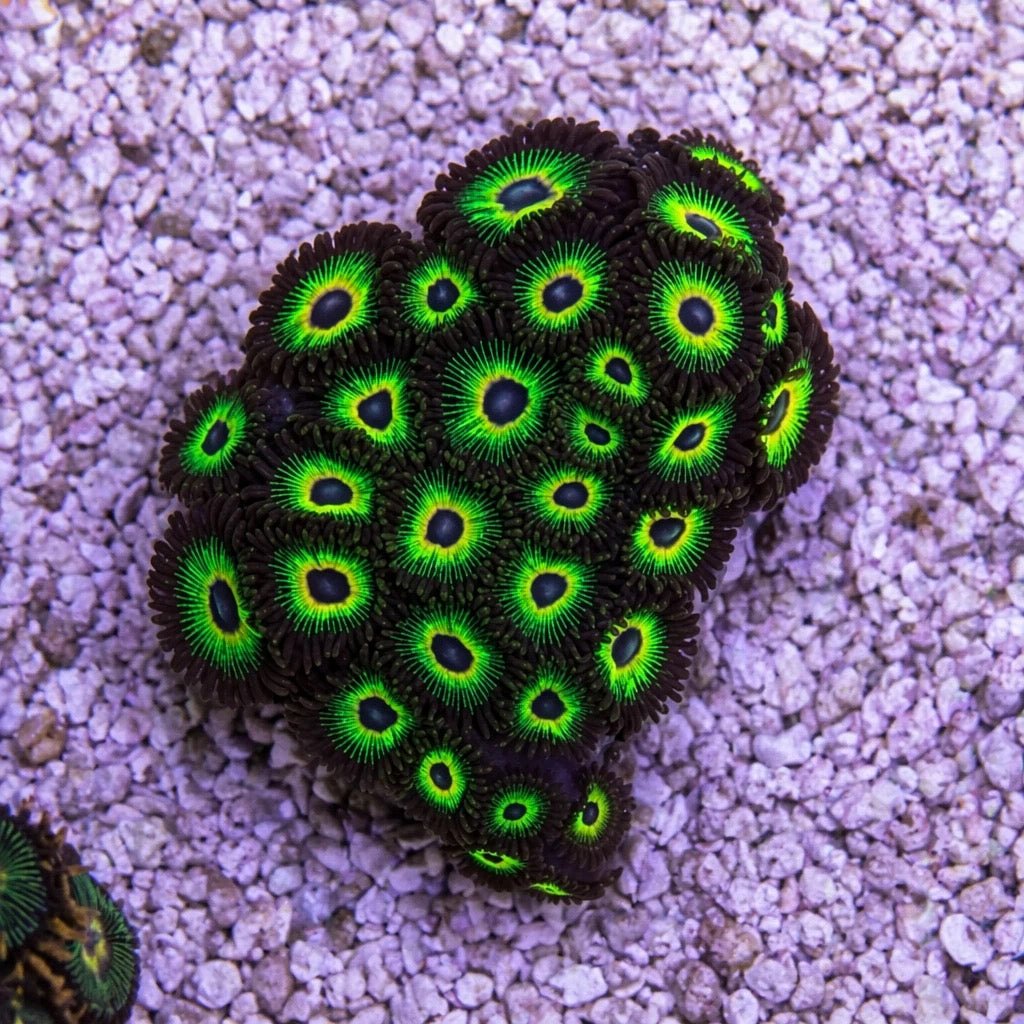 Bob Marley Zoas – Full Colony 15+ Polyps – Cox Marine Creations