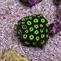 Bob Marley Zoas – Full Colony (15+ Polyps) | Cox Marine Creations - Cox Marine Creations - Homegrown Zoa’s and Frags