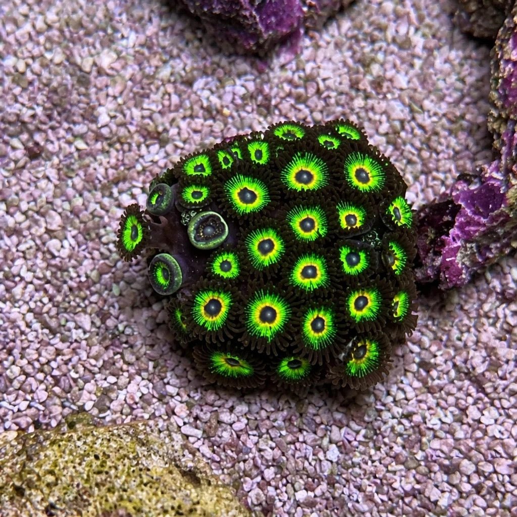 Bob Marley Zoas – Full Colony (15+ Polyps) | Cox Marine Creations - Cox Marine Creations - Homegrown Zoa’s and Frags