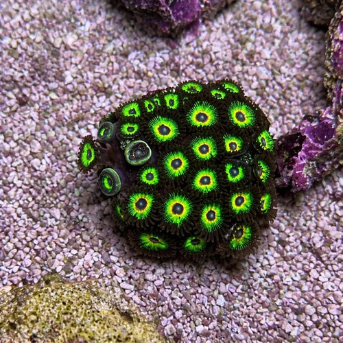 Bob Marley Zoas – Full Colony (15+ Polyps) | Cox Marine Creations - Cox Marine Creations - Homegrown Zoa’s and Frags
