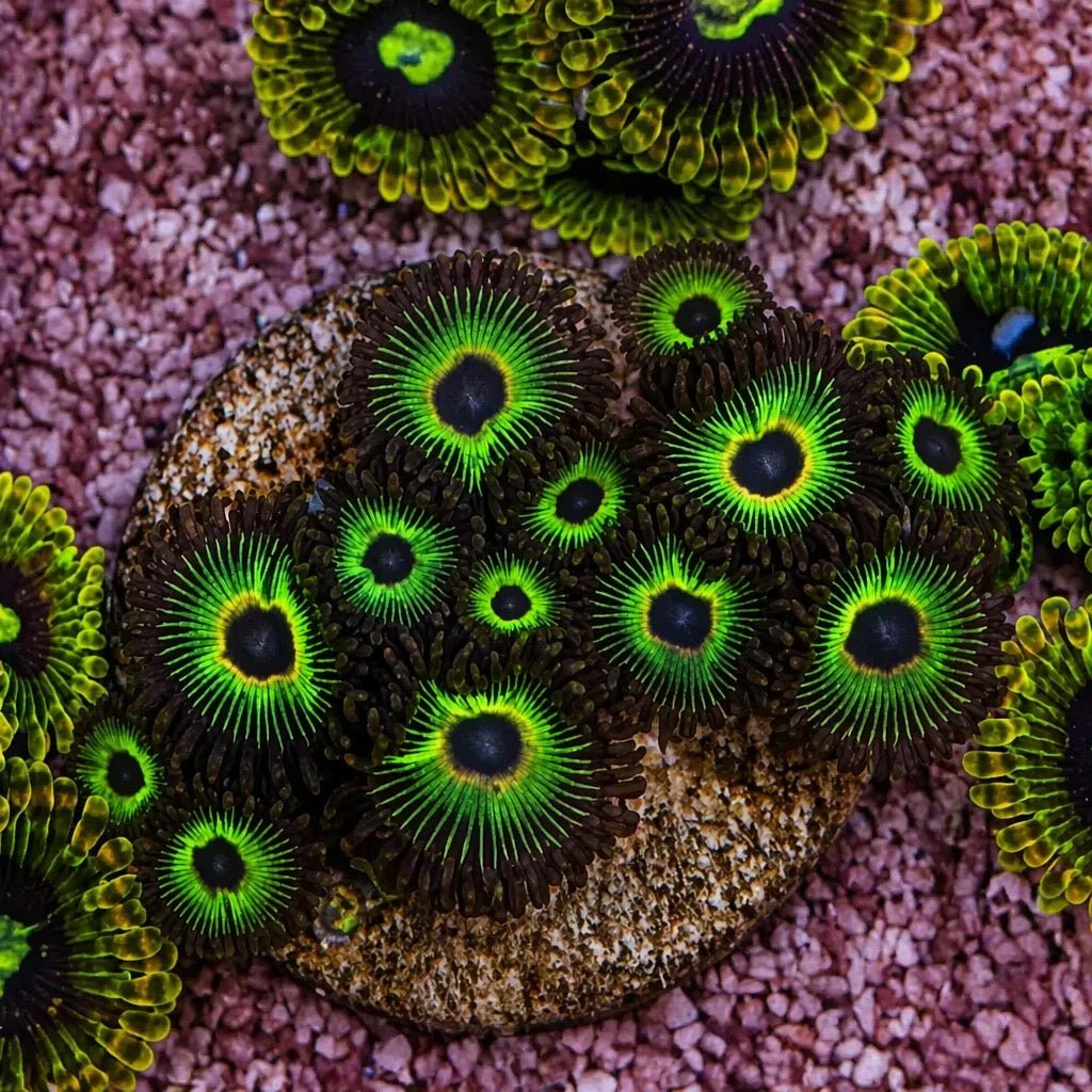 Bob Marley Zoas – Mid Colony (12–14+ Polyps) | Cox Marine Creations - Cox Marine Creations - Homegrown Zoa’s and Frags
