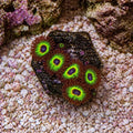 Bob Marley Zoas – Mini Colony (4–6 Polyps) | Cox Marine Creations - Cox Marine Creations - Homegrown Zoa’s and Frags