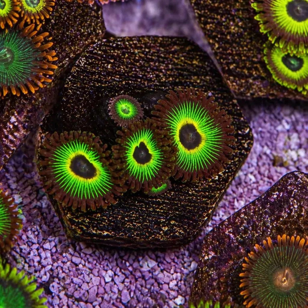 Bob Marley Zoas – Mini Colony (4–6 Polyps) | Cox Marine Creations - Cox Marine Creations - Homegrown Zoa’s and Frags