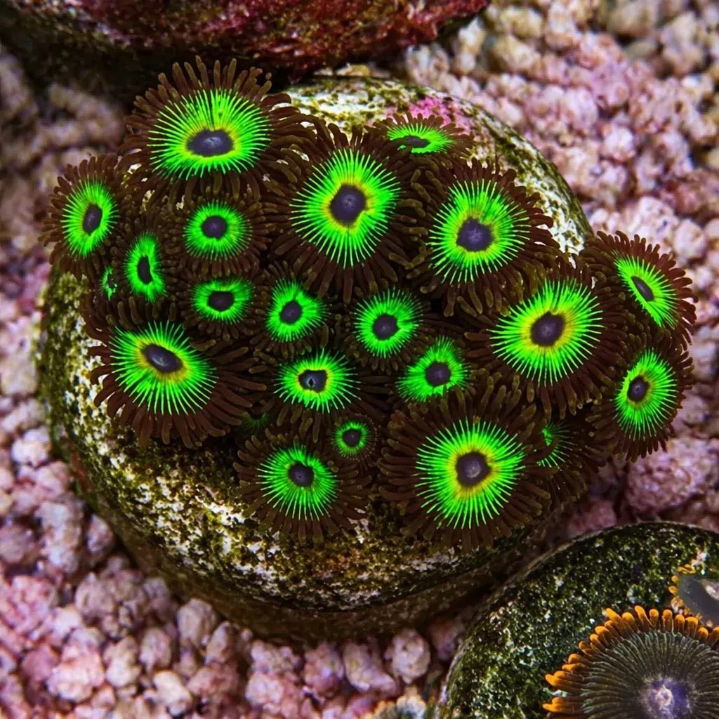 Bob Marley Zoas – Full Colony (15+ Polyps) | Cox Marine Creations - Cox Marine Creations - Homegrown Zoa’s and Frags