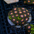 Mixed Zoa Oversized Colony – Nebula & Bob Marley (20+ Polyps) | Cox Marine Creations - Cox Marine Creations - Homegrown Zoa’s and Frags