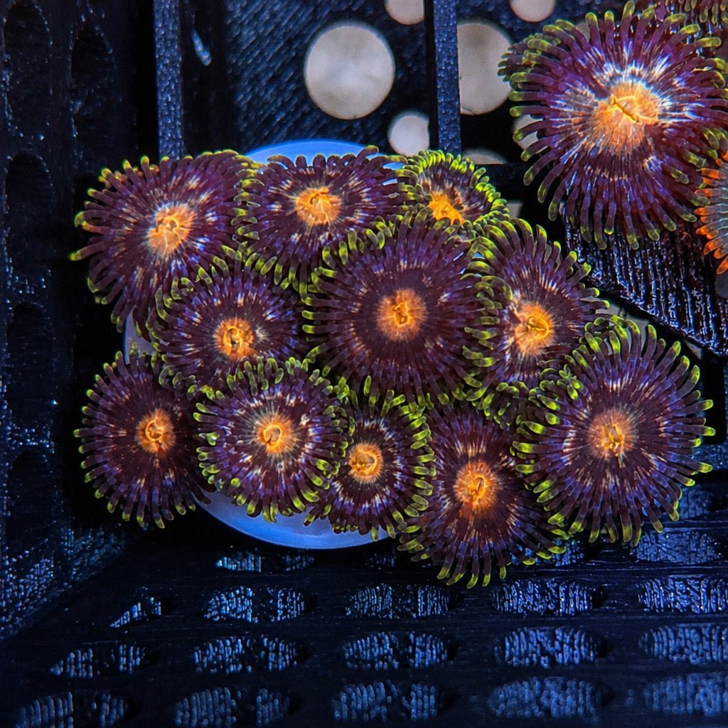 Nebula Zoas – Starter Colony (7–10 Polyps) | Cox Marine Creations - Cox Marine Creations - Homegrown Zoa’s and Frags