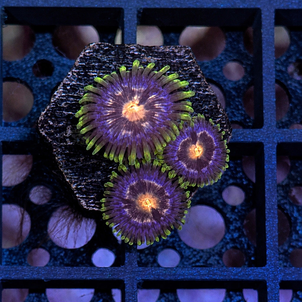 Nebula Zoas – Frag (1–3 Polyps) | Cox Marine Creations