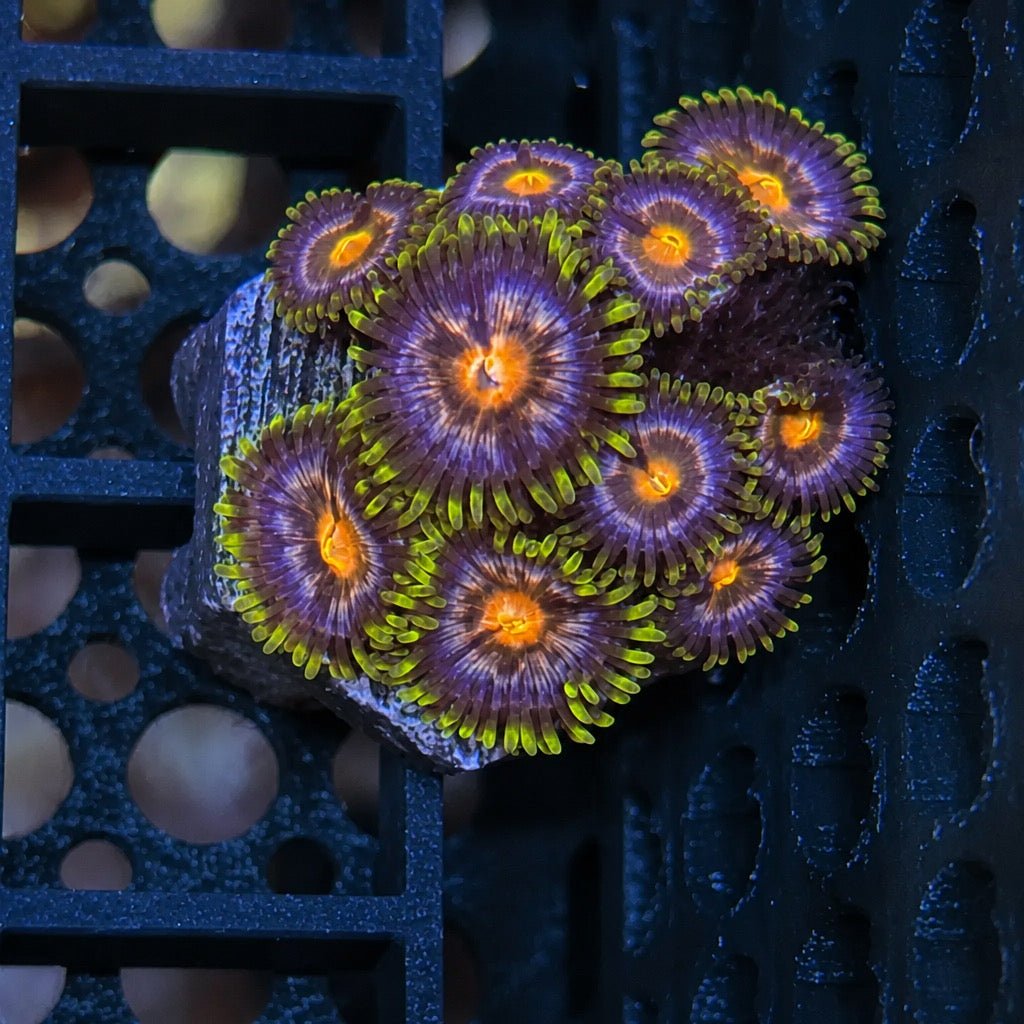 Nebula Zoas – Starter Colony (7–10 Polyps) | Cox Marine Creations - Cox Marine Creations - Homegrown Zoa’s and Frags