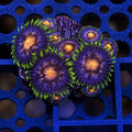 Nebula Zoas – Starter Colony (7–10 Polyps) | Cox Marine Creations - Cox Marine Creations - Homegrown Zoa’s and Frags