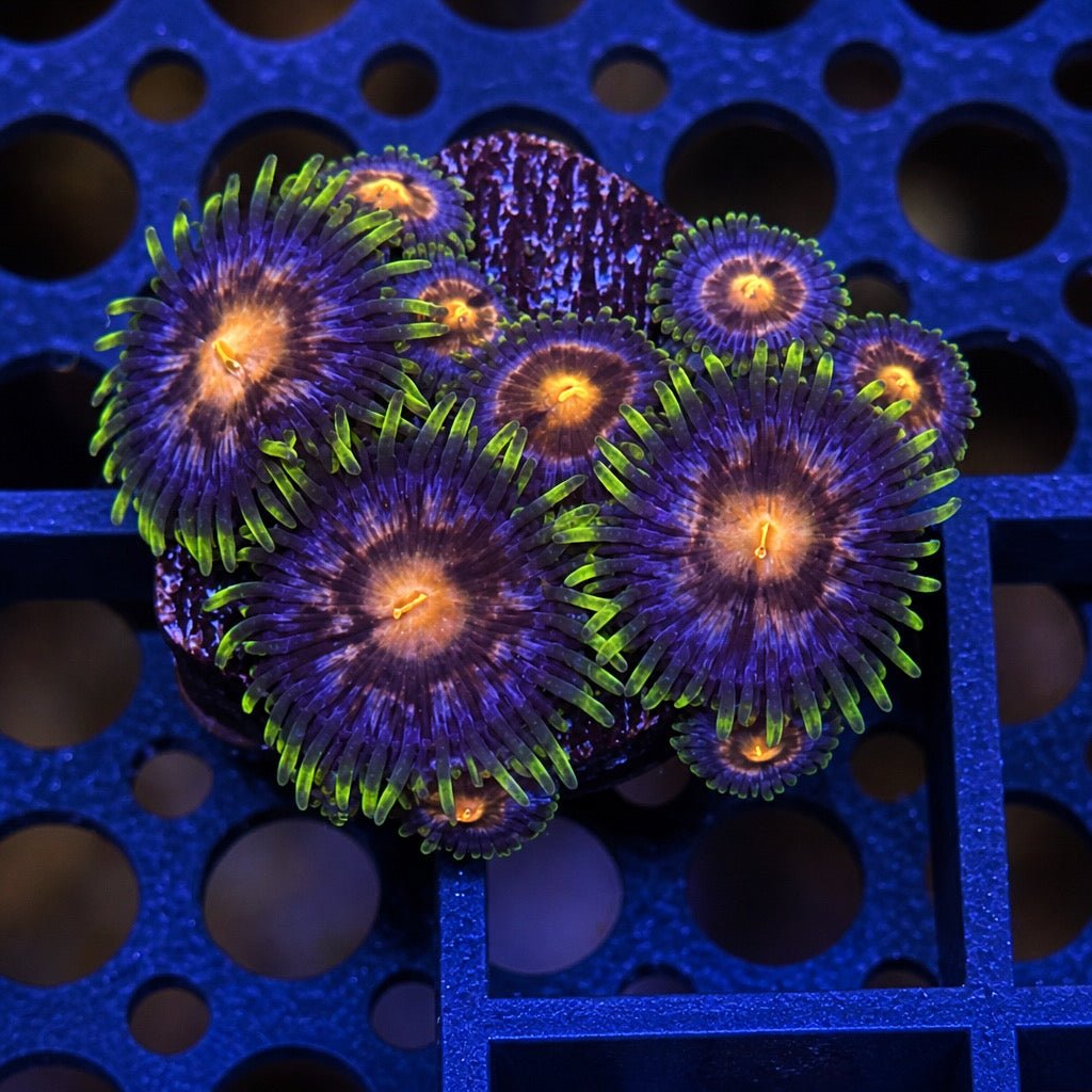 Nebula Zoas – Starter Colony (7–10 Polyps) | Cox Marine Creations - Cox Marine Creations - Homegrown Zoa’s and Frags