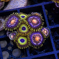 Mixed Zoa Starter Colony – Nebula & LA Lakers (7–10 Polyps) | Cox Marine Creations - Cox Marine Creations - Homegrown Zoa’s and Frags