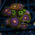 Mixed Zoa Full Colony – Nebula, Gatorade & Bob Marley (15+ Polyps) | Cox Marine Creations - Cox Marine Creations - Homegrown Zoa’s and Frags