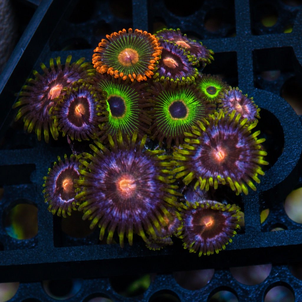Mixed Zoa Full Colony – Nebula, Gatorade & Bob Marley (15+ Polyps) | Cox Marine Creations - Cox Marine Creations - Homegrown Zoa’s and Frags