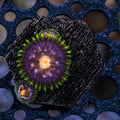 Nebula Zoas – Frag (1–3 Polyps) | Cox Marine Creations