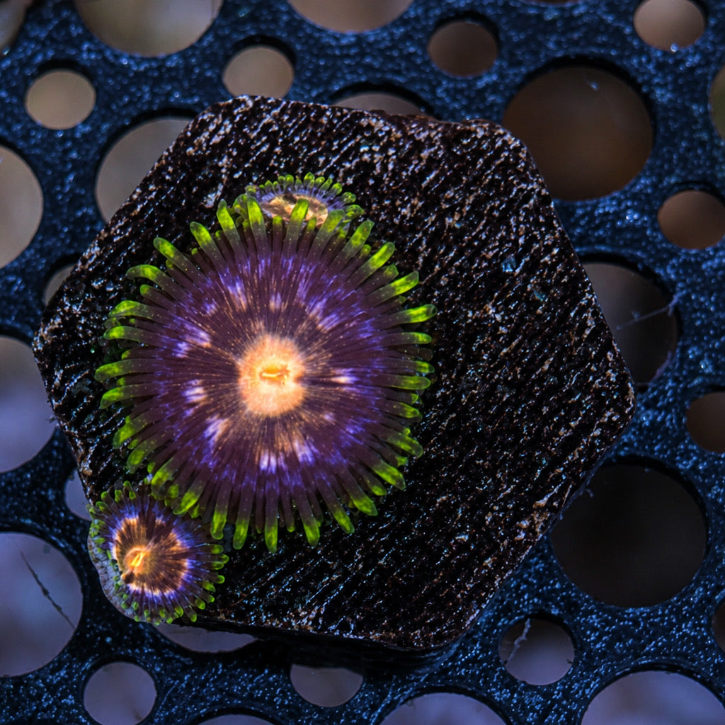 Nebula Zoas – Frag (1–3 Polyps) | Cox Marine Creations