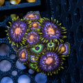 Mixed Zoa Mid Colony – Nebula & Bob Marley (12–14+ Polyps) | Cox Marine Creations - Cox Marine Creations - Homegrown Zoa’s and Frags
