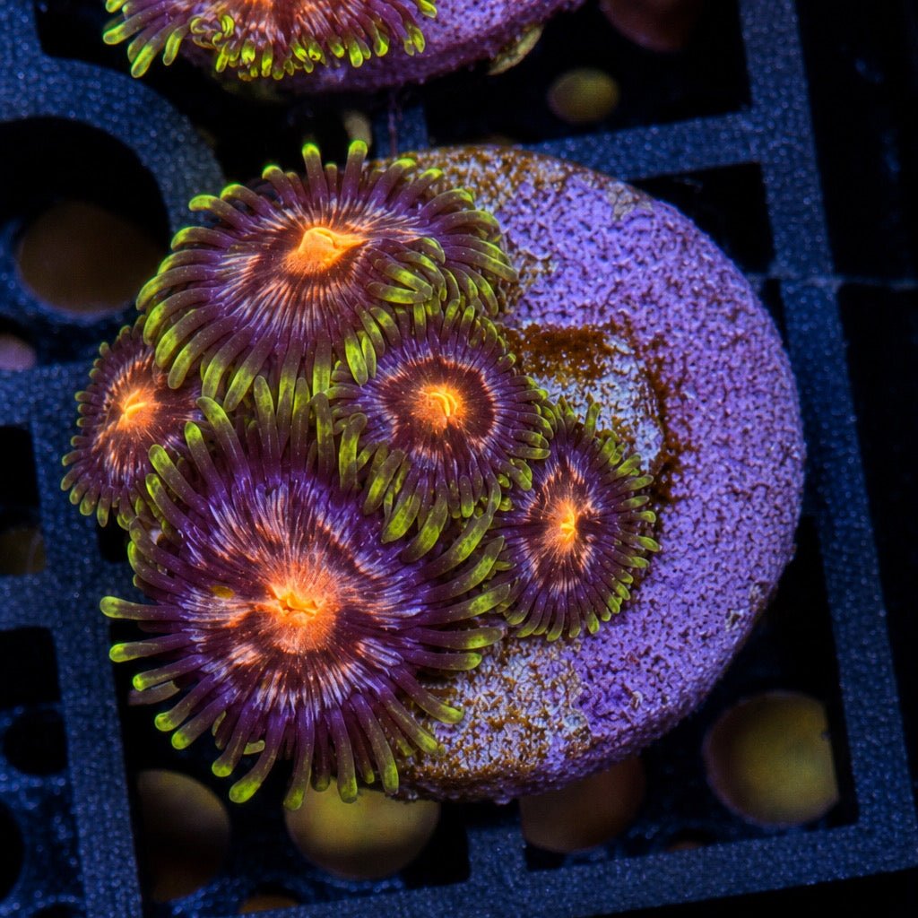 Nebula Zoas – Mini Colony (4–6 Polyps) | Cox Marine Creations - Cox Marine Creations - Homegrown Zoa’s and Frags