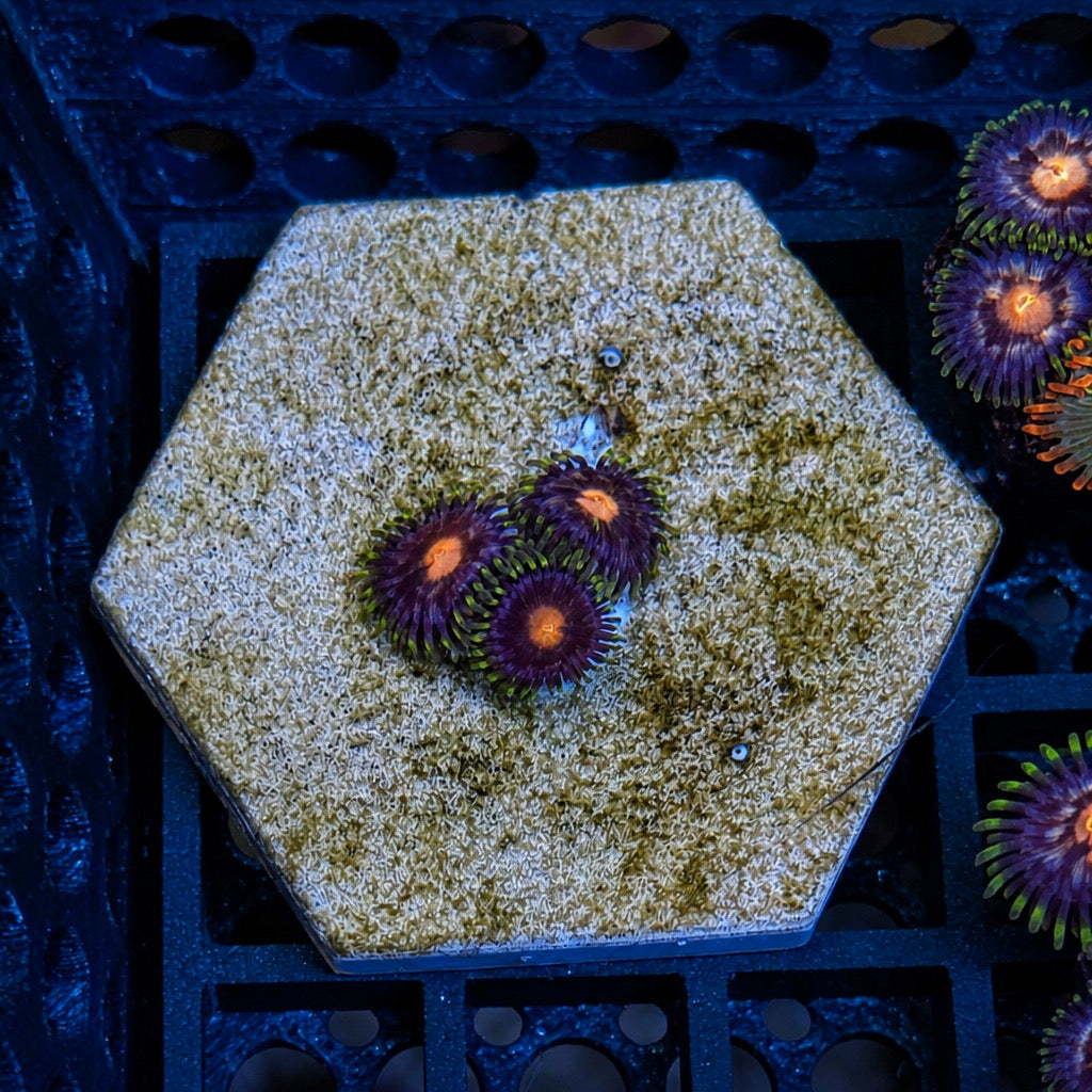 Nebula Zoas – Frag (1–3 Polyps) | Cox Marine Creations