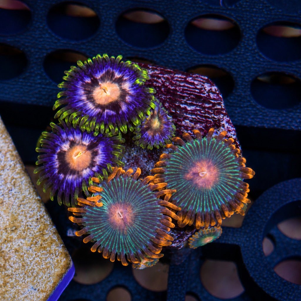 Mixed Zoa Mini Colony – Nebula & Gatorade (4–6 Polyps) | Cox Marine Creations - Cox Marine Creations - Homegrown Zoa’s and Frags