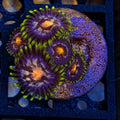 Nebula Zoas – Mini Colony (4–6 Polyps) | Cox Marine Creations - Cox Marine Creations - Homegrown Zoa’s and Frags