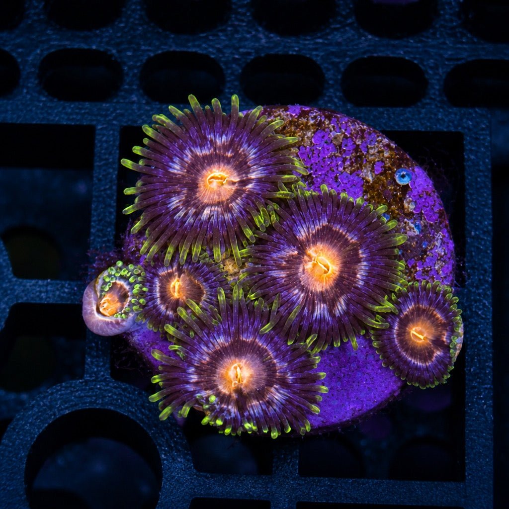 Nebula Zoas – Mini Colony (4–6 Polyps) | Cox Marine Creations - Cox Marine Creations - Homegrown Zoa’s and Frags