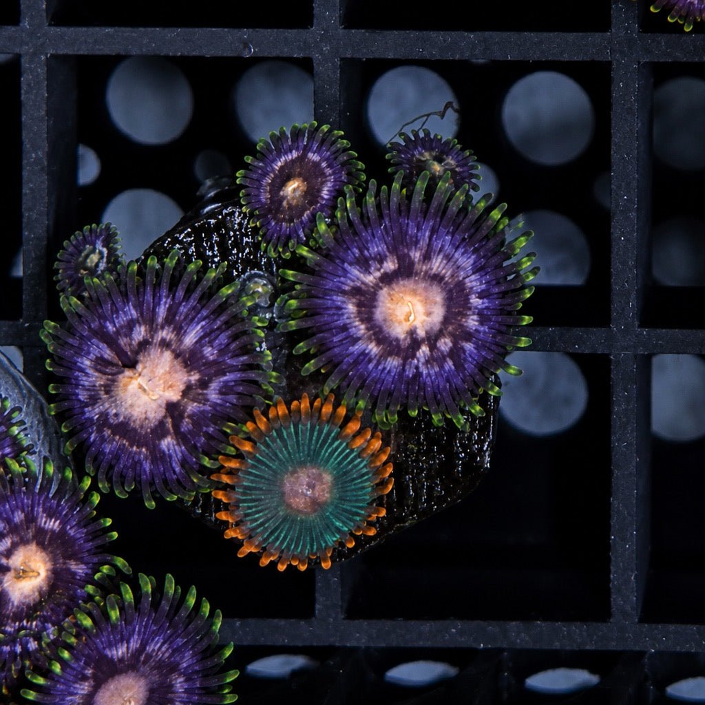 Mixed Zoa Mini Colony – Nebula & Gatorade (4–6 Polyps) | Cox Marine Creations - Cox Marine Creations - Homegrown Zoa’s and Frags