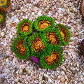 Marvin the Martian Zoas – Starter Colony (7–10 Polyps) | Cox Marine Creations - Cox Marine Creations - Homegrown Zoa’s and Frags
