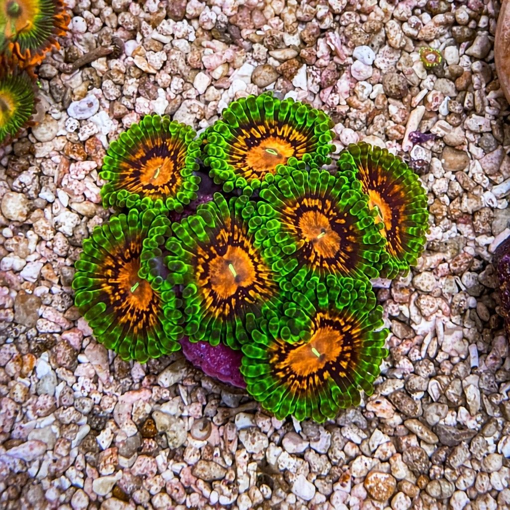 Marvin the Martian Zoas – Starter Colony (7–10 Polyps) | Cox Marine Creations - Cox Marine Creations - Homegrown Zoa’s and Frags