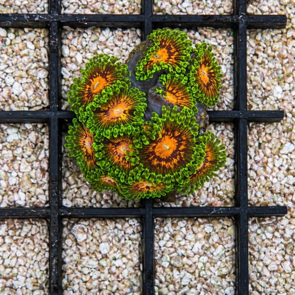Marvin the Martian Zoas – Starter Colony (7–10 Polyps) | Cox Marine Creations - Cox Marine Creations - Homegrown Zoa’s and Frags