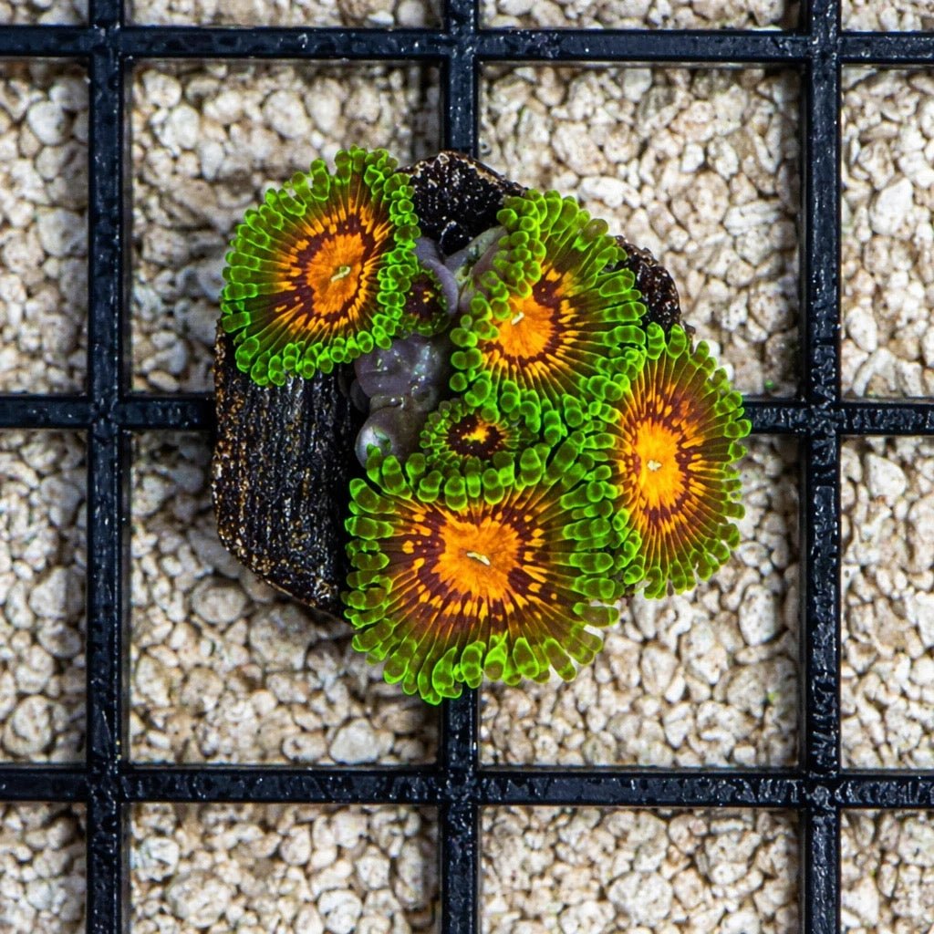Marvin the Martian Zoas – Starter Colony (7–10 Polyps) | Cox Marine Creations - Cox Marine Creations - Homegrown Zoa’s and Frags