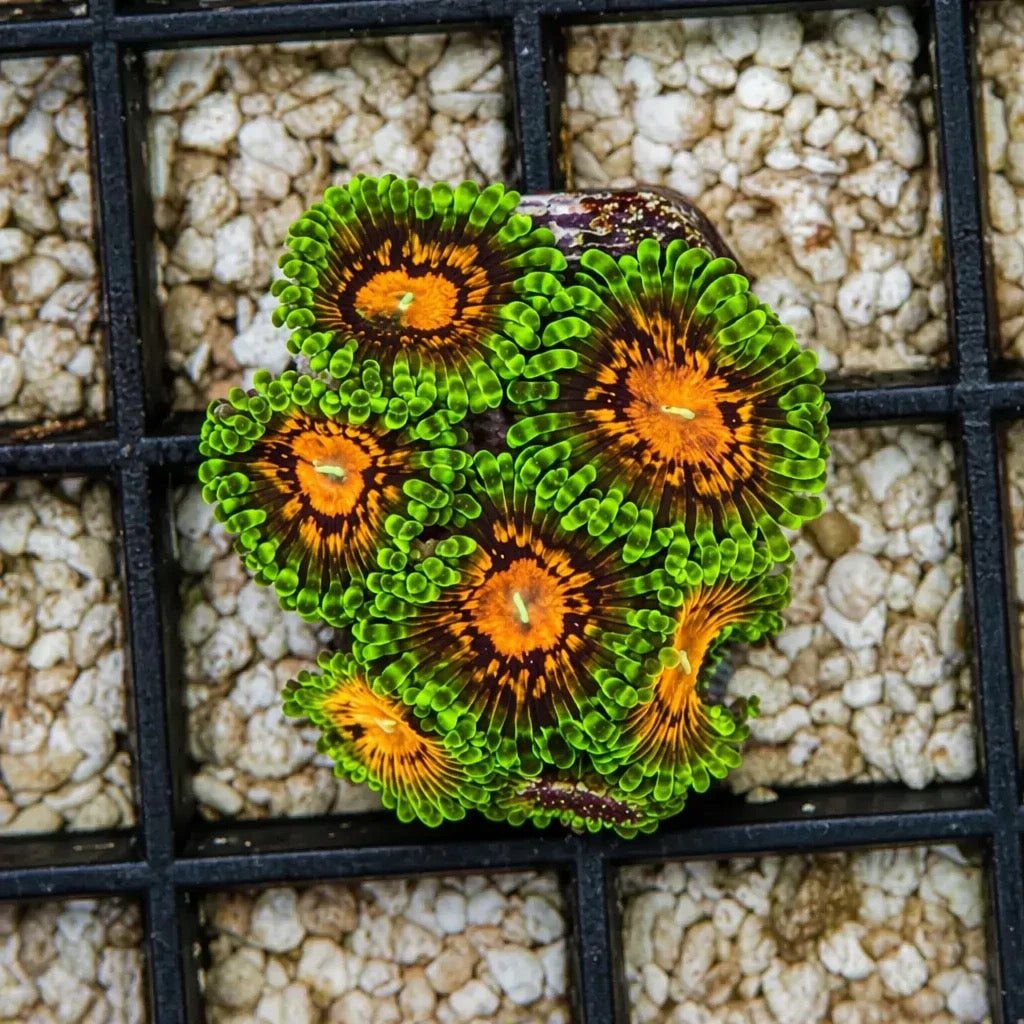Marvin the Martian Zoas – Starter Colony (7–10 Polyps) | Cox Marine Creations - Cox Marine Creations - Homegrown Zoa’s and Frags